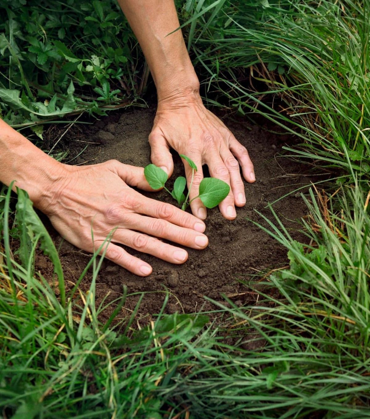 Handen planten een jonge scheut in de aarde, tussen het gras.