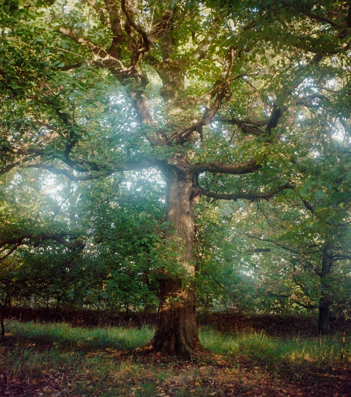Een oude, machtige boom in zacht ochtendlicht in het bos.